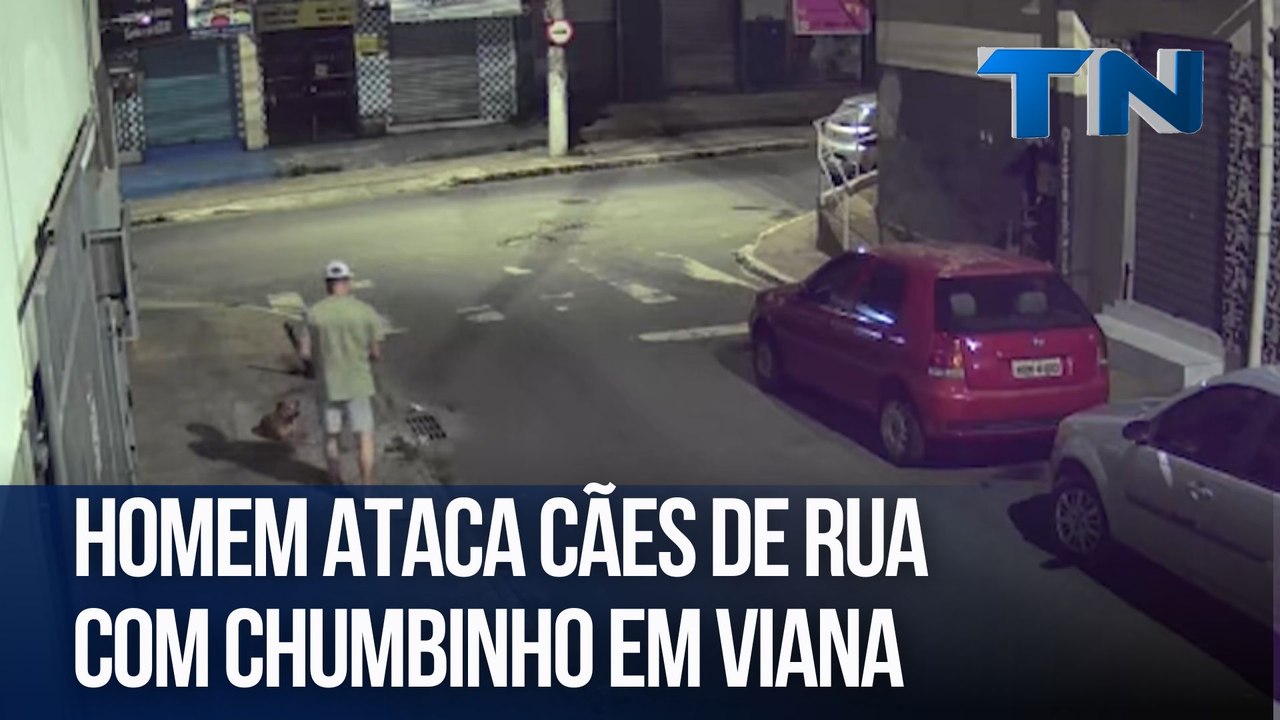 Homem ataca cães de rua com chumbinho em Viana