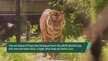 Dallas Zoo's tiger makes bold Argentina prediction