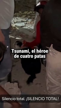 El perro de rescate Tsunami encontró a un sexagenario bajo los escombros en Venezuela