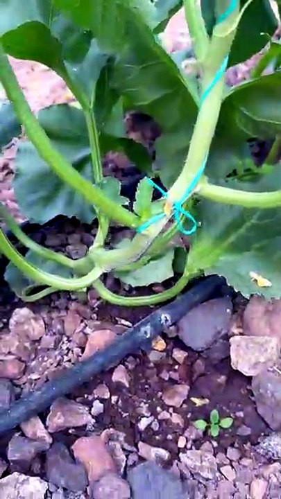 Where on the melon plant does the first fruit form?