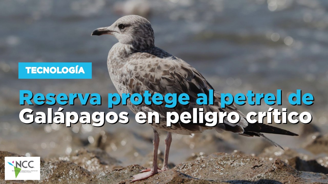 Reserva protege al petrel de Galápagos en pelig...