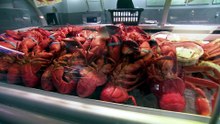 Zone 23 : une saison à la baisse pour le homard des maritimes