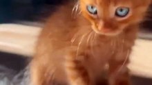 Korkutucu Olmaya Çalışan Bebek Kedi 🥰