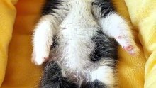 A Cute Cat 🐱🥰 #cat