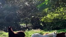 Pequenos produtores de leite criam queijarias artesanais e ampliam lucro na Mantiqueira de Minas