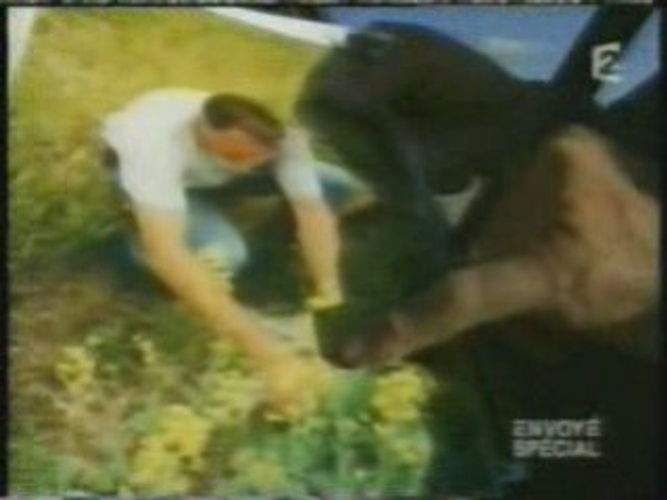 OGM poison déguisé 2 de 2