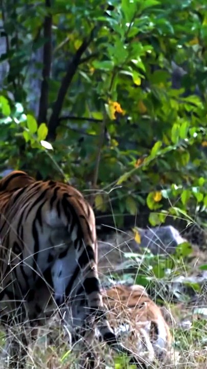 Intense Territorial Confrontation and Fierce Roaring Match Between Two Wild Bengal Tigers