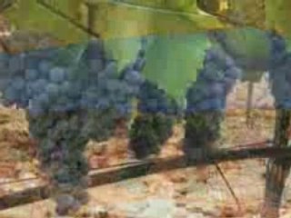 Dégustation vin d'Espagne