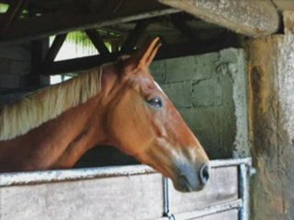 Haras d'elpégère - Un petit havre de paix