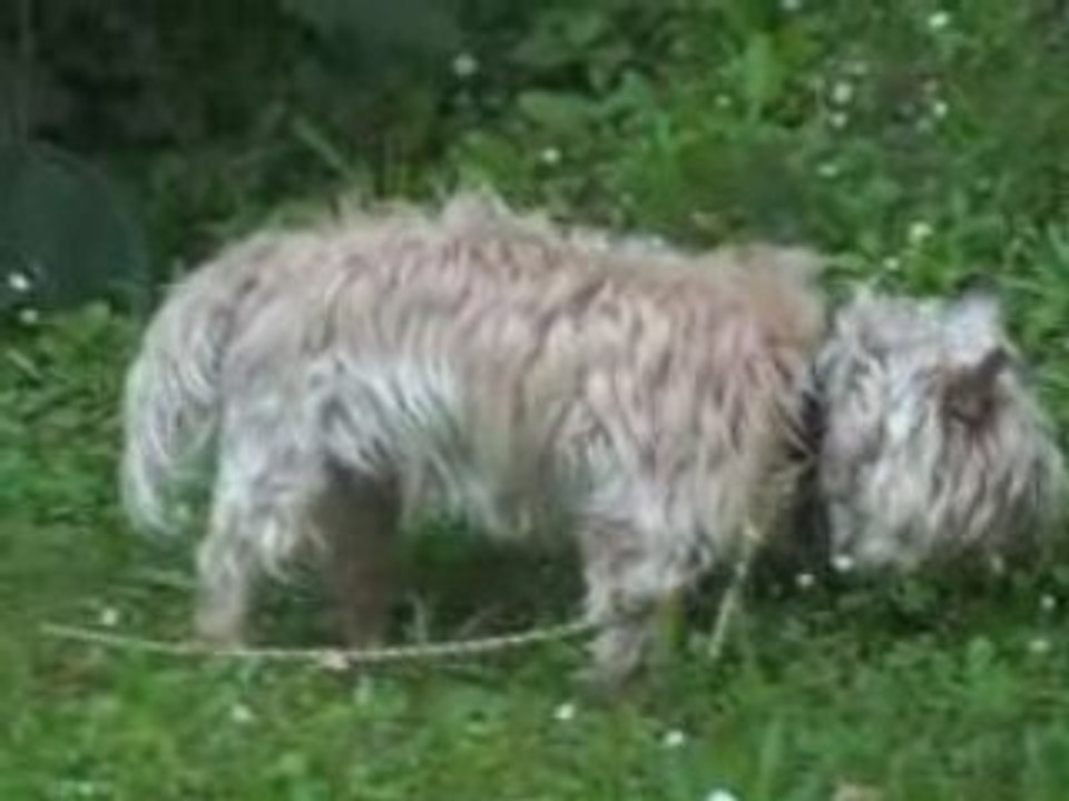 Vodka dans l'herbe 2