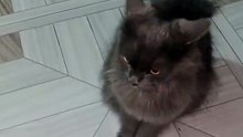 My cute cat nimi 07😼❤️