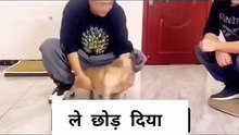 इंडियन चमचे ☝️#comedy #funny #short #trending shorts #trending #love #rudra_creaitiors