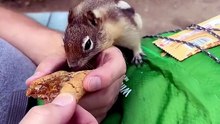 Squirrels #animal #funny #pet #fouryou #funnyvideo