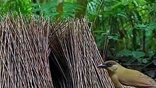 This Bird Builds Houses But Never Lives In Them 😳#birds
