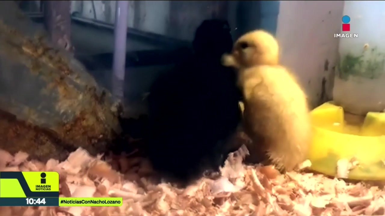 Por tan solo 40 pesos, cualquier persona puede comprar un pato en la #CDMX.