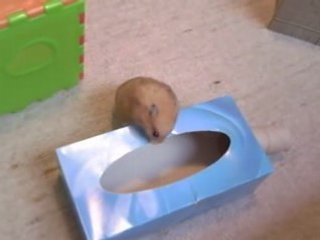 Noisette qui court, court!!