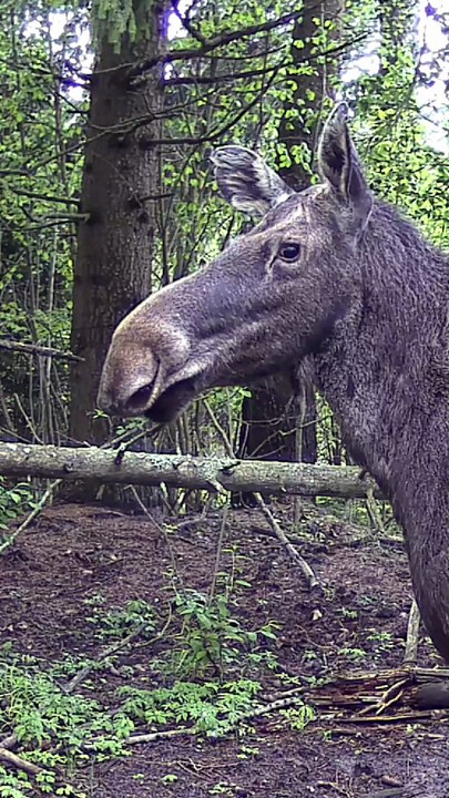Moose animal 26_08_26