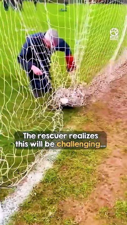 Kind man won’t give up on badly trapped fox 👏❤️