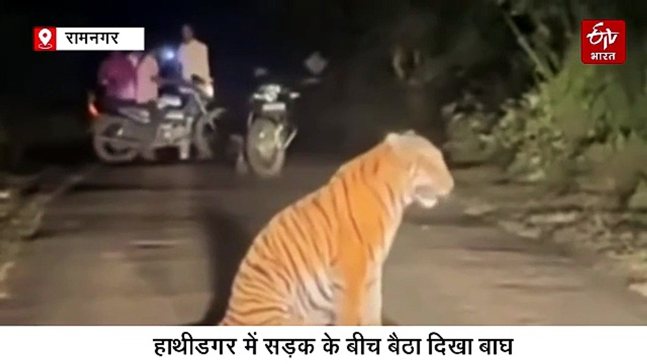 बीच सड़क पर बैठा था टाइगर, अपनी धुन में जा रहे थे बाइक सवार, पास पहुंच कर चीखे, बाल-बाल बची जान