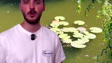 Ce parasite CONTRÔLE son hôte ! (oui comme venom...) #venom #parasite #insecte #animaux #nature