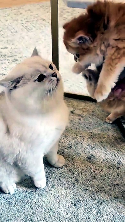 Ultimate Pet Fails 2026: Dogs And Cats Being Pure Chaos