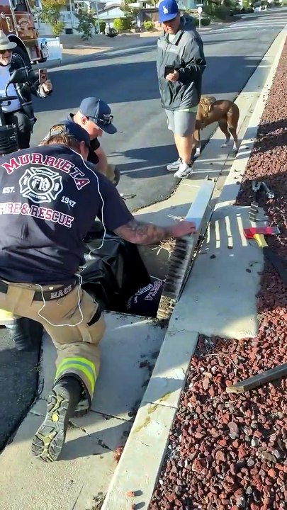 Heartwarming Rescue: Saving Tiny Ducklings Trapped In A Storm Drain