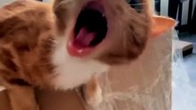 Tiny Paws, Big Chaos – Kitten Moments That Will Melt Your Heart 🐾😹