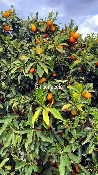 Ghisonaccia 🌸 #oiseaudeparadis.mp4