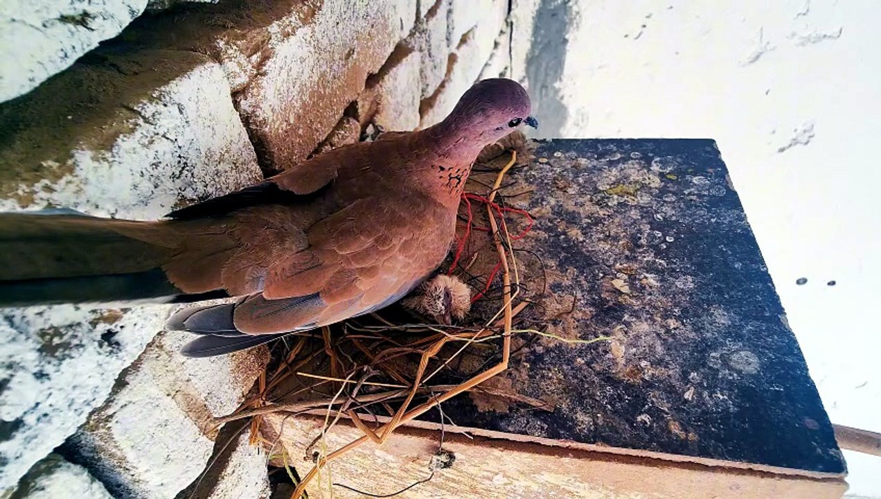 Peaceful Dove Nest Sounds For Relaxation your day