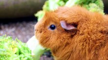what are happy guinea pig noises