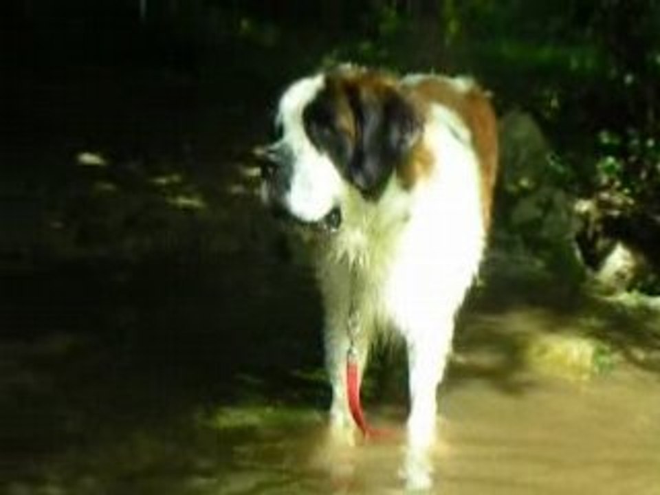 Baignade dans la foret Vol.4