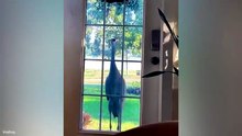 When Animals Turn Normal Days Into Comedy 😂 Funniest Animal Videos