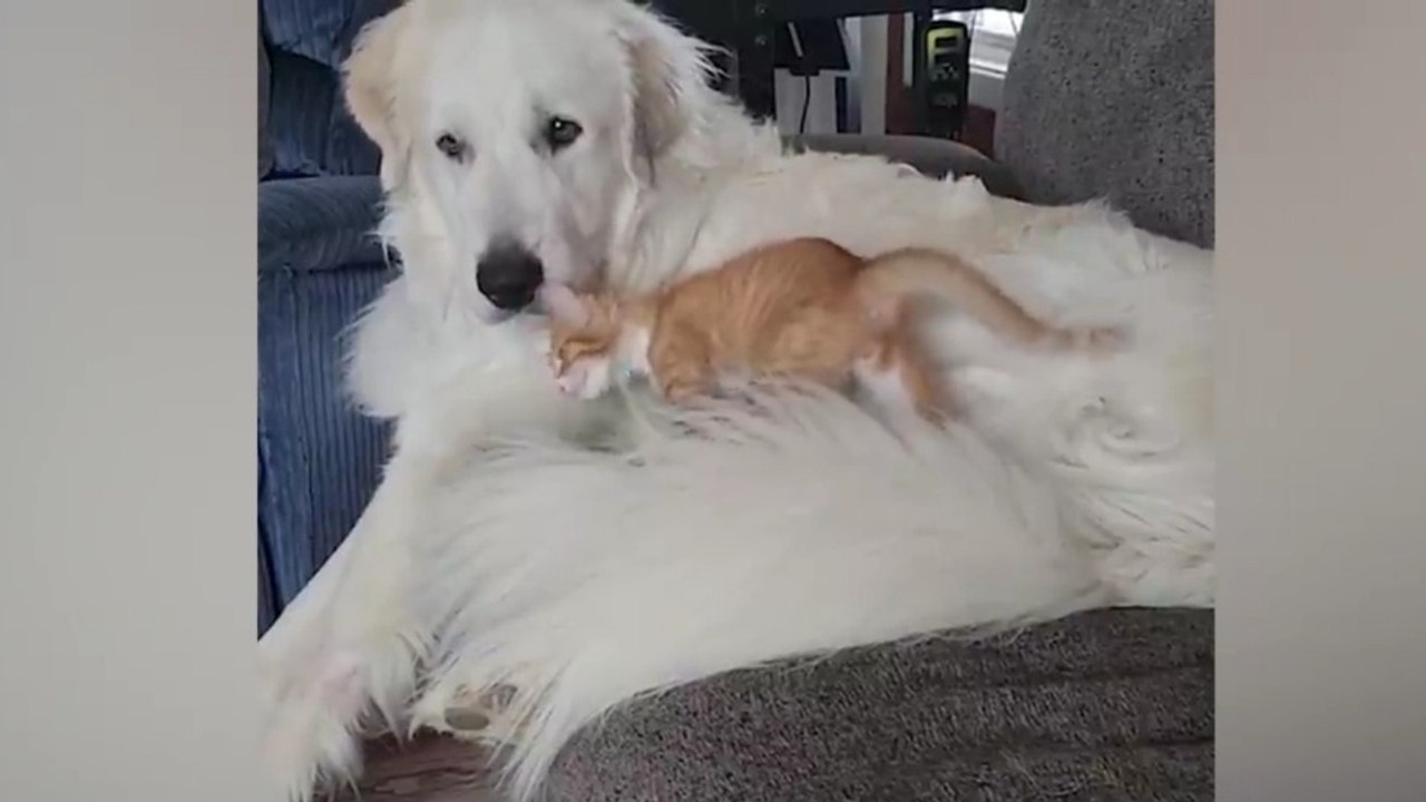 When The Funniest Moments Come Out Of Nowhere 🤣 Best Animal Videos