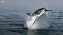 📺Il a poignardé un grand requin blanc au nez pour survivre🎬ABONNES-TOI & METS UN COM' STP MERCI📺🙏😉😎💖