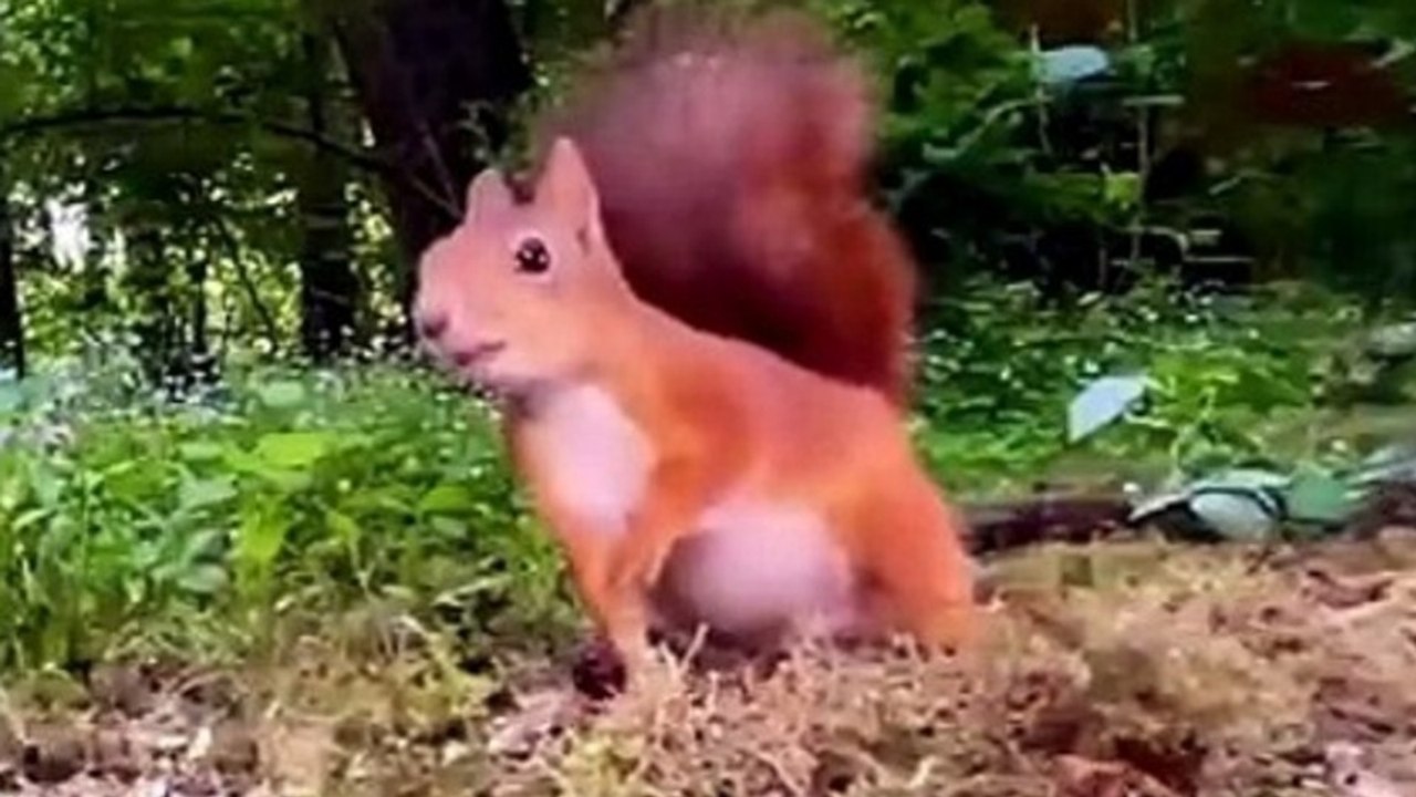 Funniest Animal Videos 😂 Animals With Perfect Comedy Timing