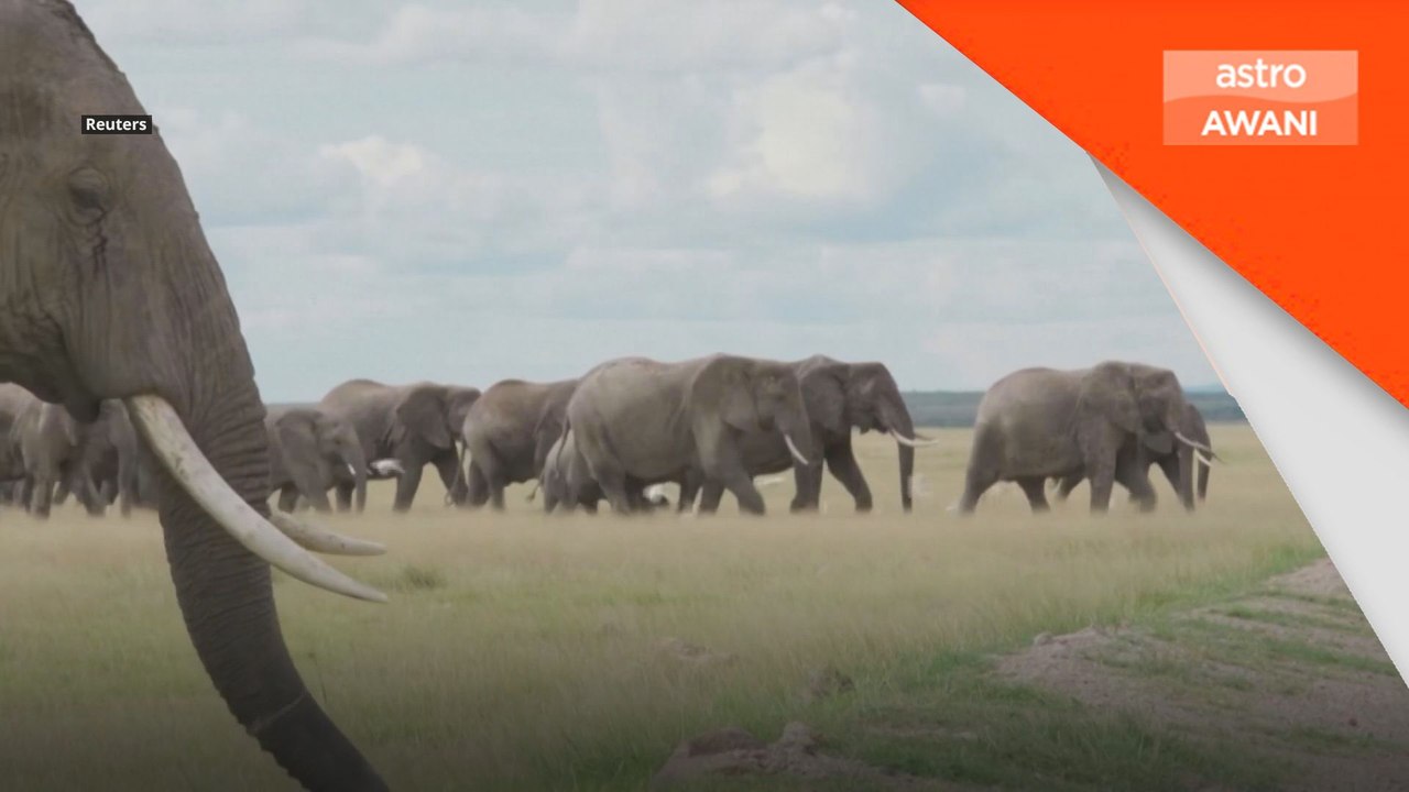 15 gajah mati di Kenya, racun disyaki