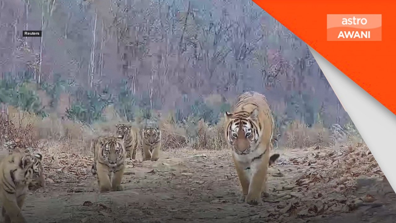 Harimau Siberia lahirkan 13 anak