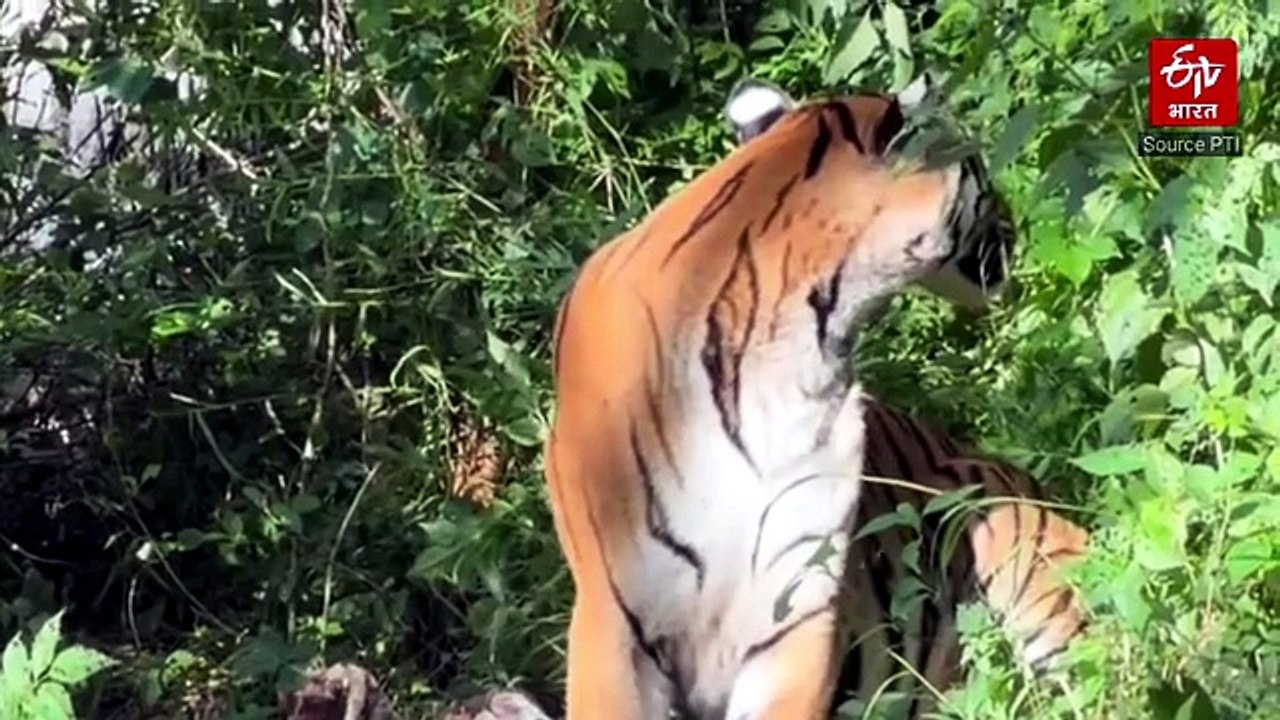 अंतरराष्ट्रीय बाघ दिवस: बांधवगढ़ टाइगर रिजर्व म...