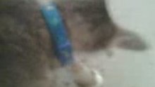 Umbrella cat 1.2