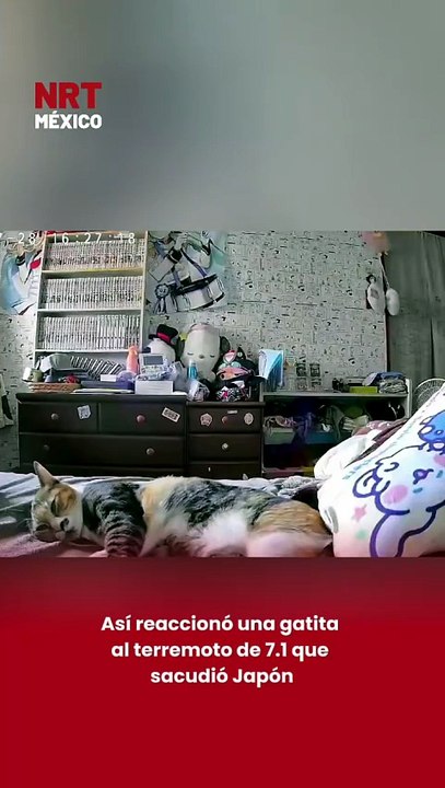 Así reaccionó una gatita al terremoto de 7.1 que sacudió Japón