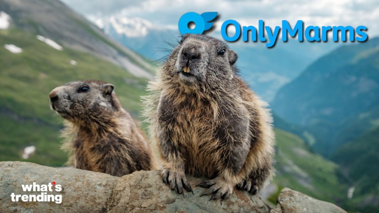 Scientists Started an OnlyFans… For Marmots