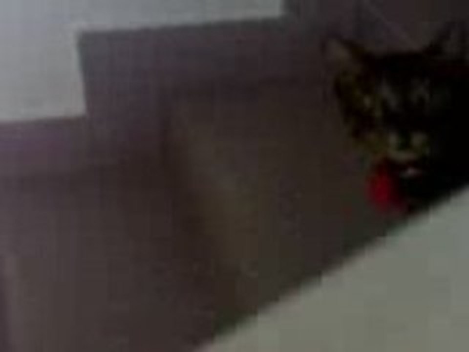 Shy cat 3