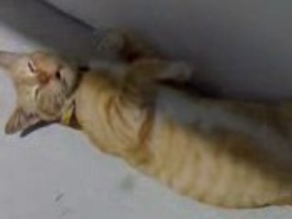 Sleepy or hungry cat?