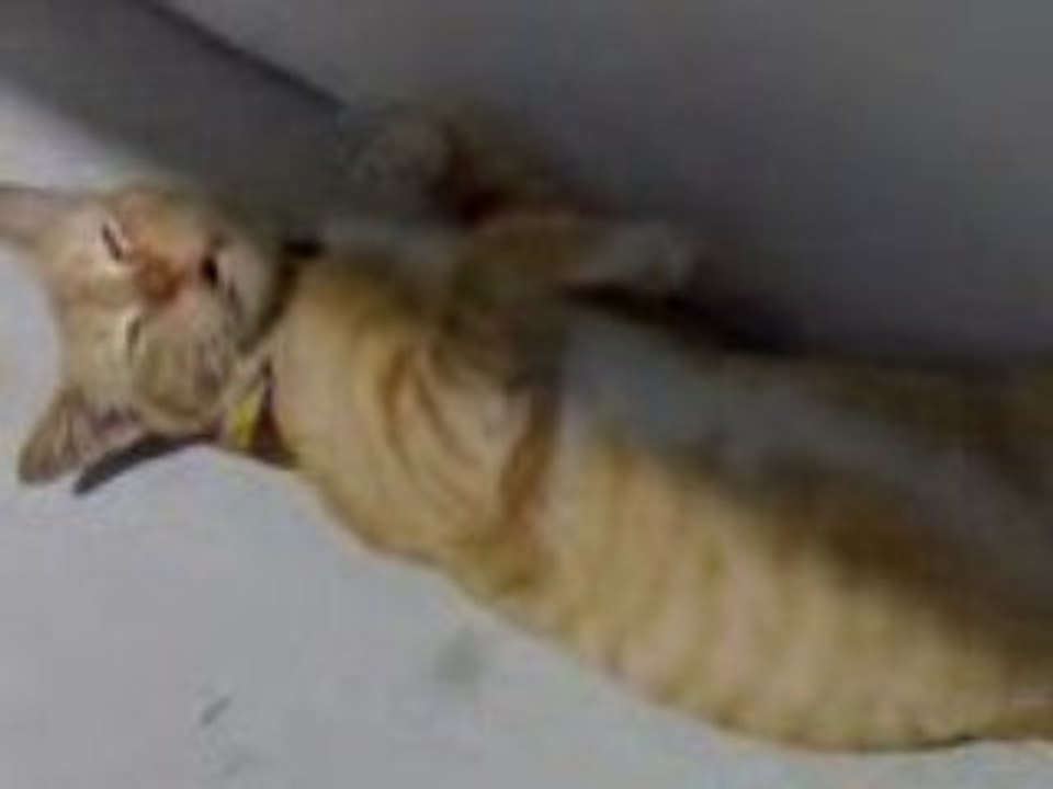 Sleepy or hungry cat?