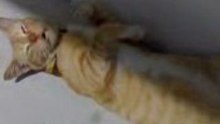 Sleepy or hungry cat?