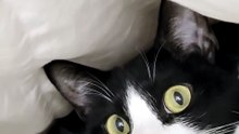 Lovely Tuxedo Cat 😍😍😍
