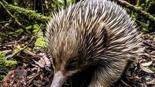 It Hunts Using Electric Signals | Echidna Electroreception | Deep Wildlife