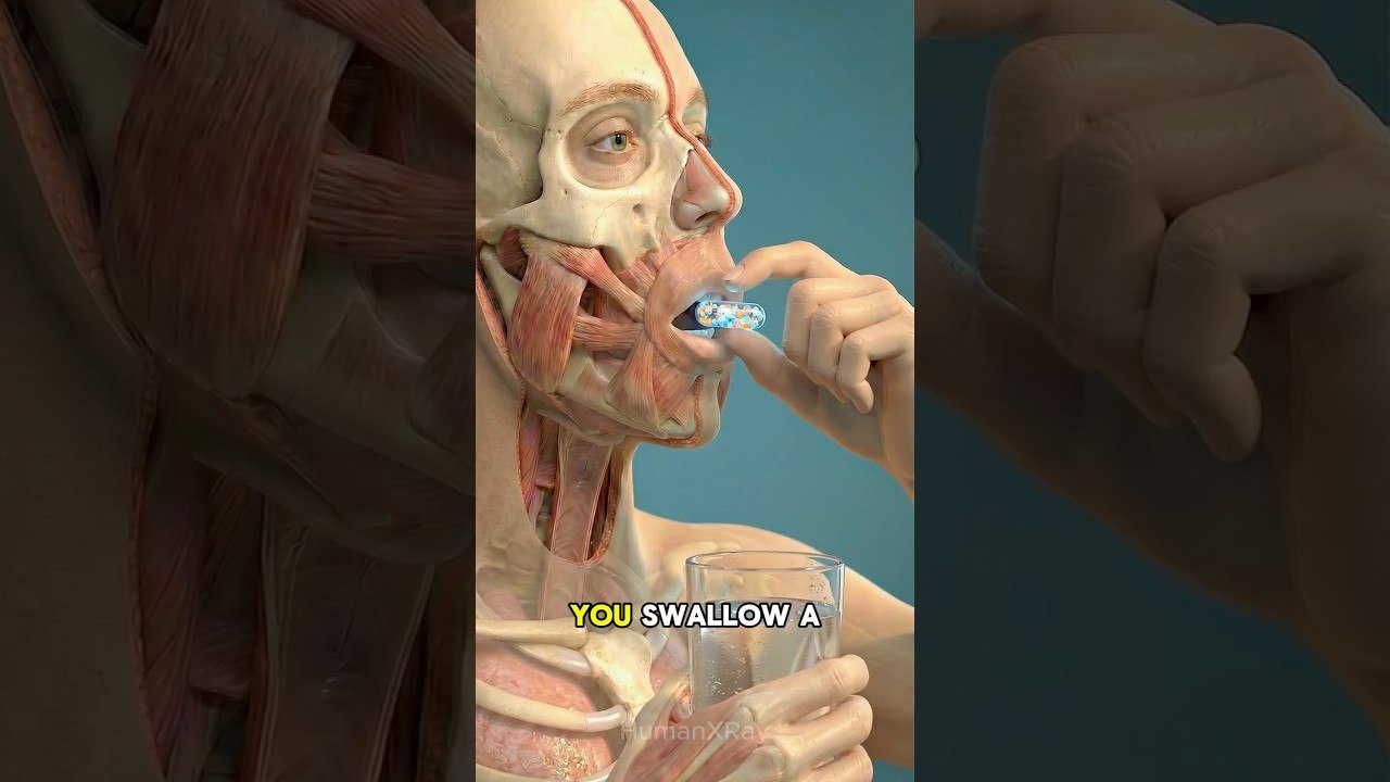 What Happens When You Swallow a Time-Release Pill? 💊 (3D Anatomy)