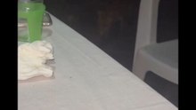 Carletto Life story con i nonni e gli amici