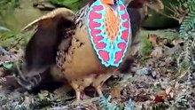Wonderful Sounds of Nature.